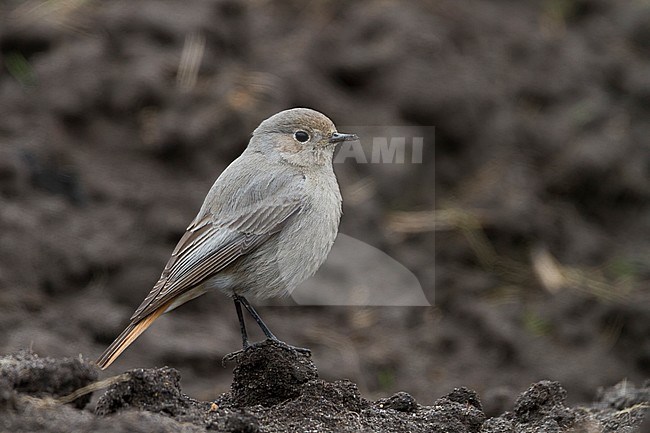 Black Redstart - Hausrotschwanz - Phoenicurus ochruros ssp. gibraltariensis, Germany, adult female stock-image by Agami/Ralph Martin,