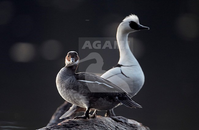 Paartje Nonnetjes; Pair of Smew stock-image by Agami/Markus Varesvuo,