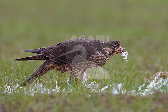 Juveniele Slechtvalk etend van prooi; Juvenile Peregrine Falcon eating from prey stock-image by Agami/Daniele Occhiato,