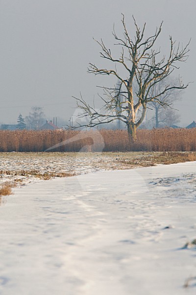 Dicht gesneeuwde sloot en silhouet van dode boom in de Eempolder, Frozen ditch and silhouette of dead tree in the Eempolder stock-image by Agami/Wil Leurs,