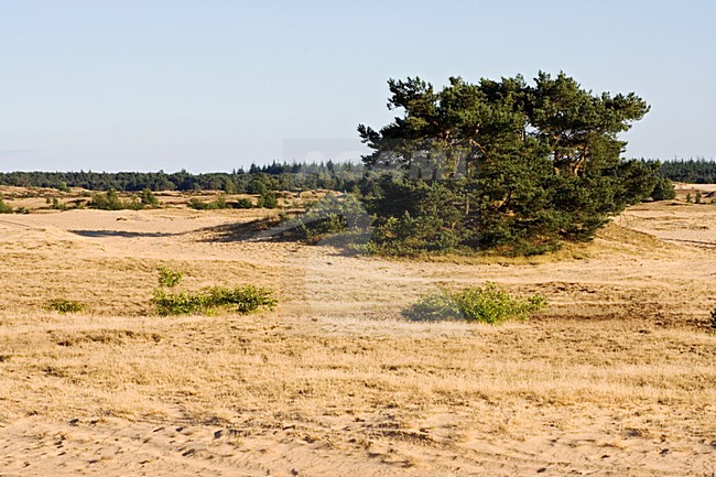 Kootwijkerzand, Kootwijk, Veluwe, Netherlands stock-image by Agami/Marc Guyt,