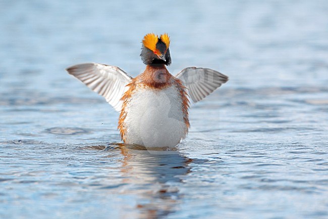 Volwassen Kuifduiker met vleugels wijd; Adult Horned Grebe spreading wings stock-image by Agami/Daniele Occhiato,