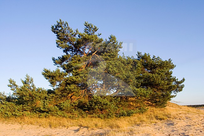 Kootwijkerzand, Kootwijk, Veluwe, Netherlands stock-image by Agami/Marc Guyt,