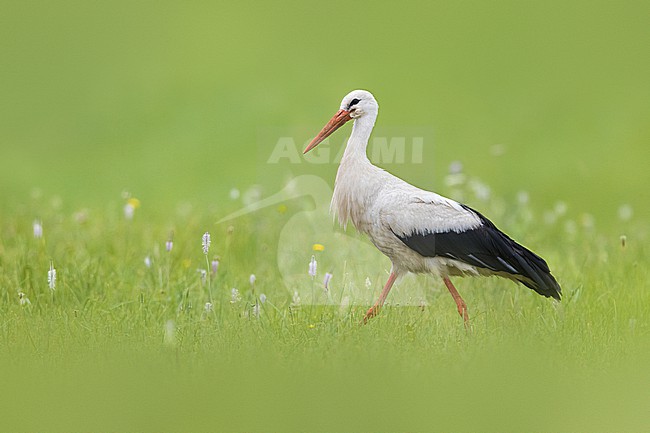 White Stork, Ciconia ciconia, walking in a green meadow in Italy. stock-image by Agami/Daniele Occhiato,