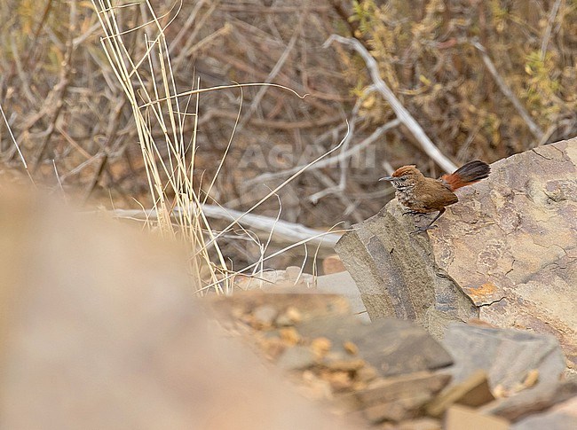 Cinnamon-breasted Warbler (Euryptila subcinnamomea) in South Africa. Also known as kopje warbler. stock-image by Agami/Pete Morris,