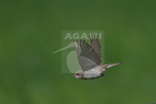 Spotted Flycatcher (Muscicapa striata) in flight against green background stock-image by Agami/Kari Eischer,