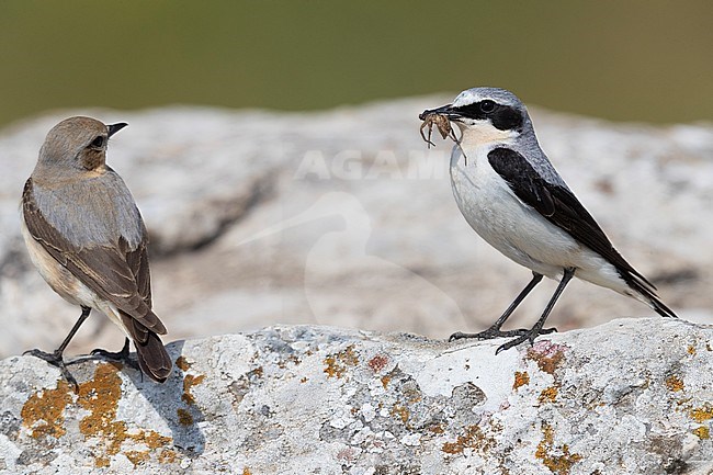 Northern Wheatear (Oenanthe oenanthe). Pair perched on a rock. Male carrying an insect in its bill. stock-image by Agami/Saverio Gatto,