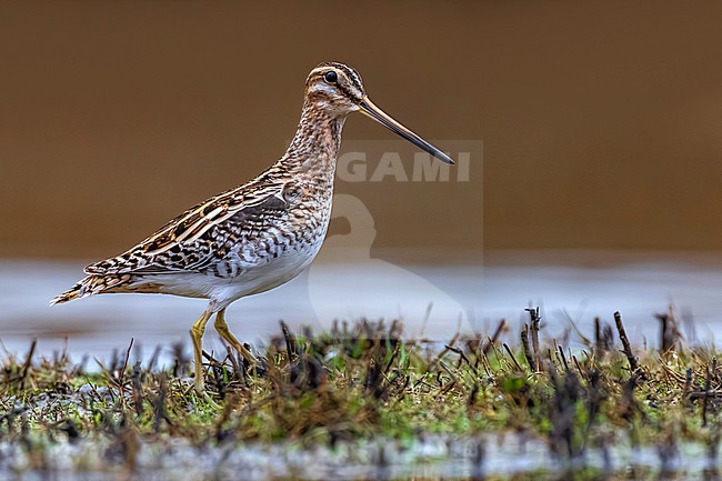 Common Snipe (Gallinago gallinago) in Italy. stock-image by Agami/Daniele Occhiato,