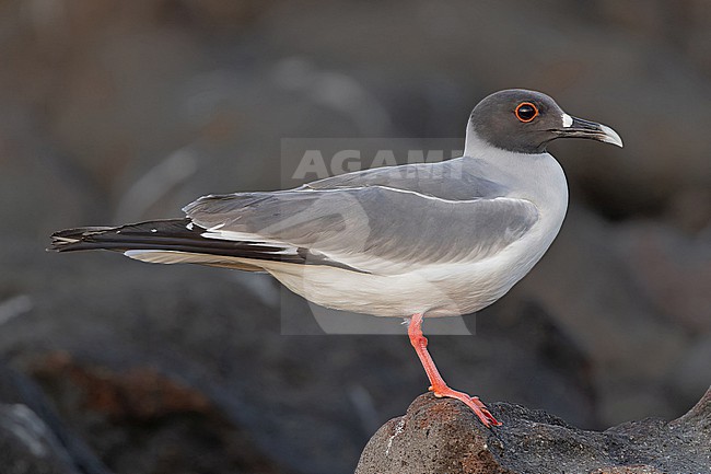 Adult Swallow-tailed gull (Creagrus furcatus) on the Galapagos Islands, part of the Republic of Ecuador. stock-image by Agami/Pete Morris,