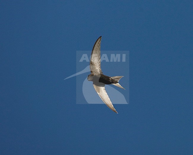 Common Swift flying; Gierzwaluw vliegend stock-image by Agami/Marc Guyt,