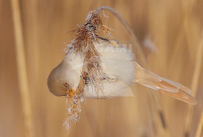 Baardman, Bearded Reedling stock-image by Agami/Markus Varesvuo,