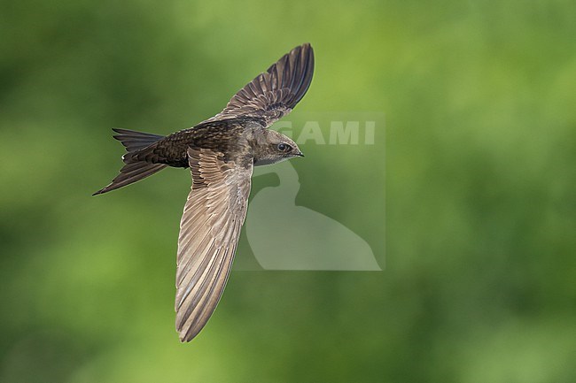 Common Swift (Apus apus) flying agains green background in Bulgaria. stock-image by Agami/Marcel Burkhardt,