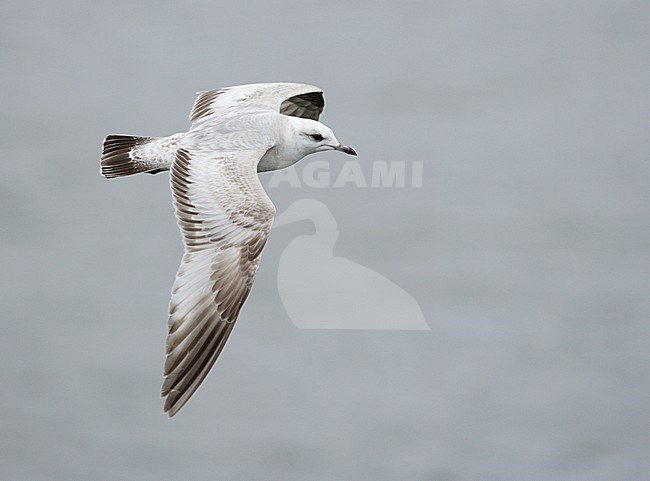 Onvolwassen Amerikaanse Stormmeeuw; Immature Short-billed Gull stock-image by Agami/Mike Danzenbaker,