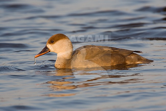 Red-crested Pochard female swimming; Krooneend vrouw zwemmend stock-image by Agami/Marc Guyt,