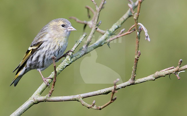 sijs; Siskin stock-image by Agami/Han Bouwmeester,