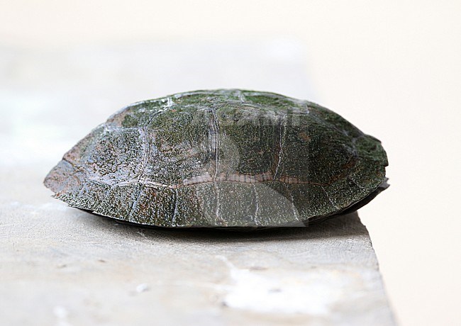 Asian Leaf Turtle (Cyclemys dentata) lying on a rock in Myanmar. stock-image by Agami/James Eaton,
