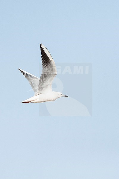 Slender-billed Gull (Chroicocephalus genei) near Eilat, Israel. stock-image by Agami/Marc Guyt,