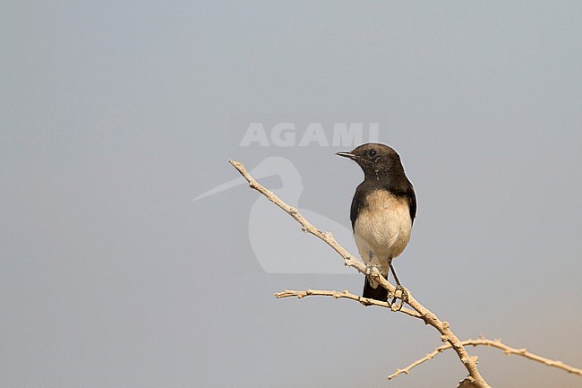 Variable Wheatear - Elstersteinschmätzer - Oenanthe picata, Oman, female stock-image by Agami/Ralph Martin,