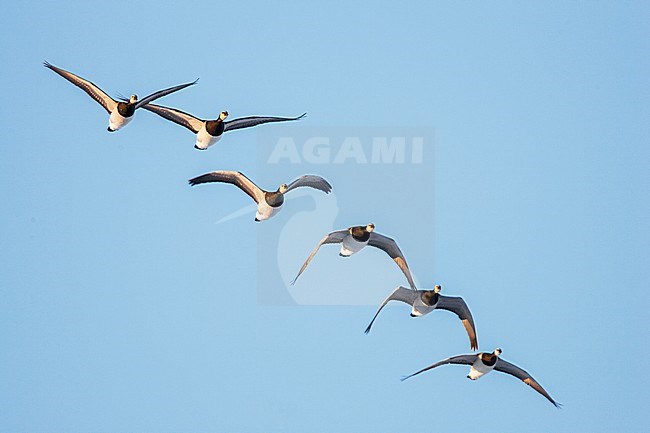 Brandgans in de vlucht; Barnacle Goose in flight stock-image by Agami/Menno van Duijn,