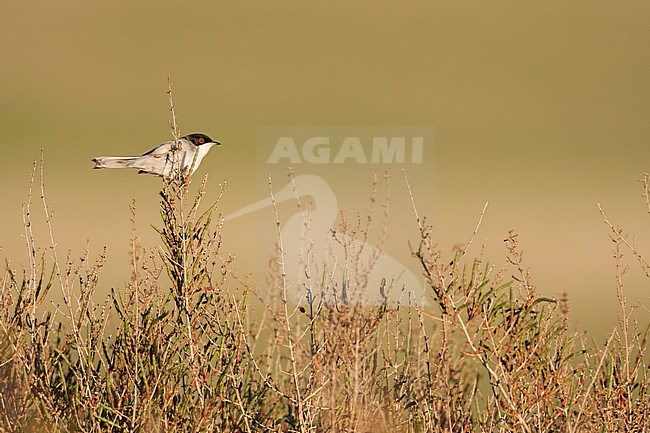 Sardinian Warbler, Kleine Zwartkop, Sylvia melanocephala ssp. melanocephala, Mallorca stock-image by Agami/Ralph Martin,