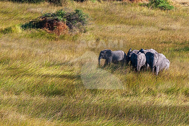 An aerial view of a herd of African elephants, Loxodonda africana, walking in tall grass. Okavango Delta, Botswana. stock-image by Agami/Sergio Pitamitz,