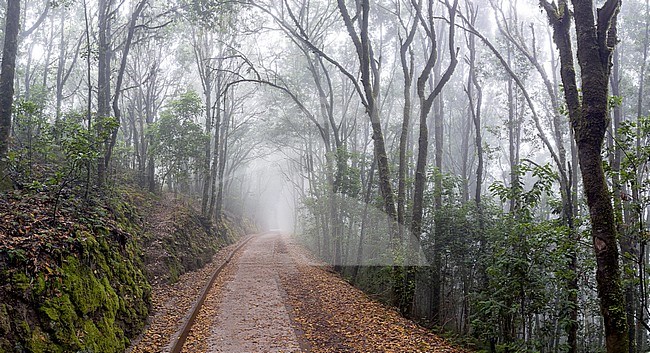 View of a foggy trail in Erjos Forest, Los Silos, Tenerife, Canary Islands, Spain. stock-image by Agami/Vincent Legrand,