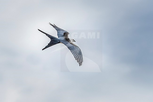 Swallow-tailed Kite (Elanoides forficatus forficatus) flying over Urzelina, Sao Jorge, Azores, Portugal. stock-image by Agami/Vincent Legrand,