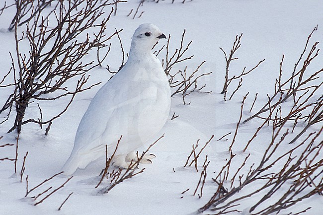 Adult non-breeding
Clear Creek Co., CO
April 1999 stock-image by Agami/Brian E Small,