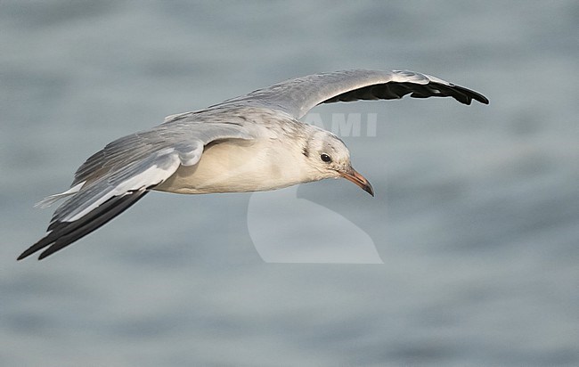 Grey-headed Gull (Chroicocephalus cirrocephalus) is common at the coast near Saint Louis, Senegal. Picture taken in February. stock-image by Agami/Eduard Sangster,