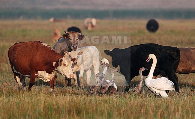 Adult Mute Swans (Cygnus olor) defending their young from aggressive cattle in Denmark. In the end one swan was killed and the male broke its wings. stock-image by Agami/Helge Sorensen,