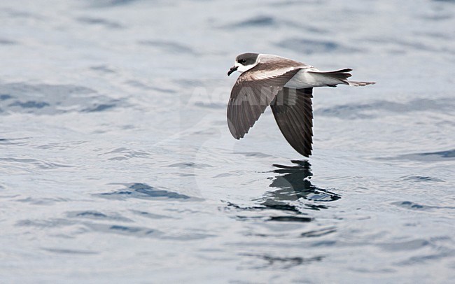 Ringed Storm-Petrel, Hydrobates hornbyi. Formaly known as Oceanodroma hornbyi. stock-image by Agami/Marc Guyt,