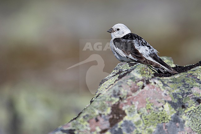 Snow Bunting (Plectrophenax nivalis) sitting on a rock in its breeding habitat in Norway. stock-image by Agami/Marcel Burkhardt,