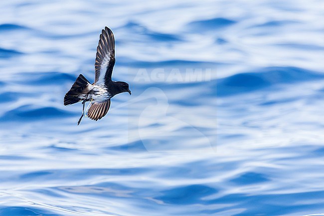 New Zealand Storm Petrel (Fregetta maoriana), a critically endangered seabird species endemic to New Zealand. Flying above the ocean surface. stock-image by Agami/Marc Guyt,
