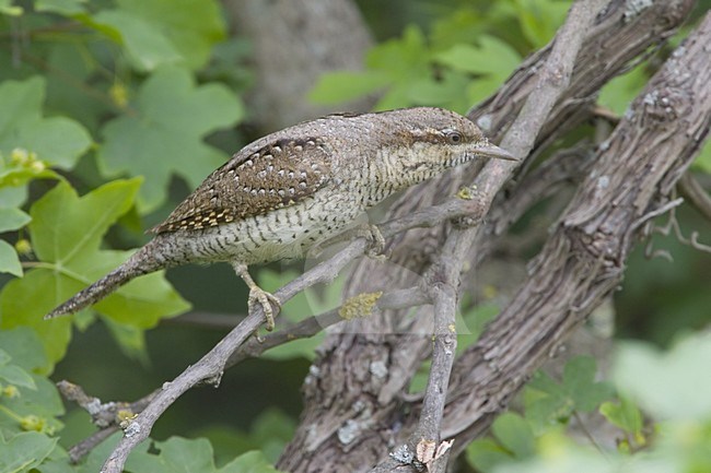 Eurasian Wryneck perched on branch; Draaihals zittend op tak stock-image by Agami/Daniele Occhiato,