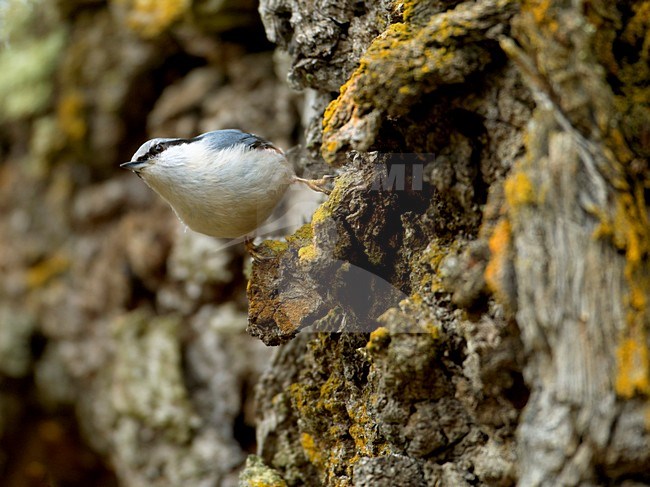 Siberische Boomklever tegen boomstam; Siberian Nuthatch against tree trunc stock-image by Agami/Markus Varesvuo,