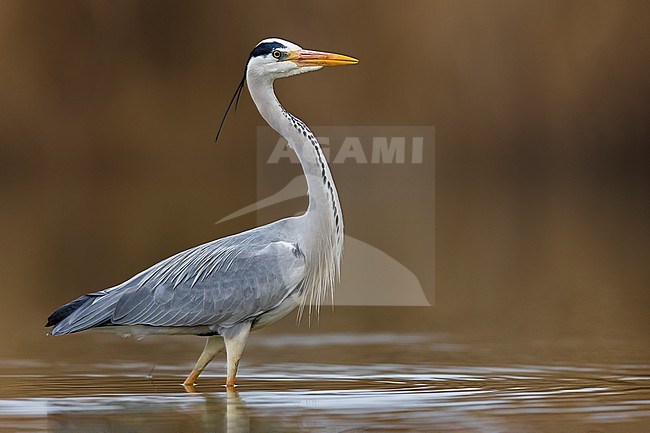 Grey Heron (Ardea cinerea) in Italy. stock-image by Agami/Daniele Occhiato,