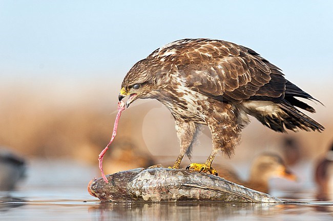 Buizerd etend van prooi; Buizerd eating from its prey in winter stock-image by Agami/Bence Mate,