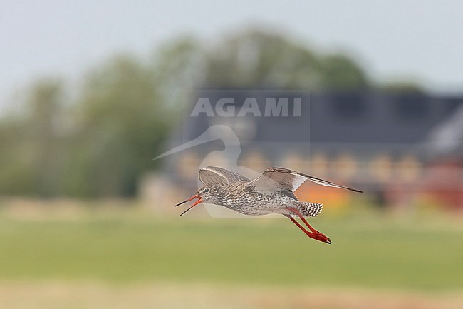 A Common Redshank is flying agitated close to a newly build village. The clash between human development and bird is seen in this image which is part of a series. stock-image by Agami/Jacob Garvelink,