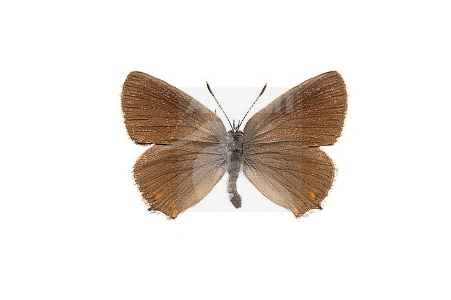 Sloe Hairstreak, Kleine sleedoornpage, Satyrium acaciae stock-image by Agami/Wil Leurs,