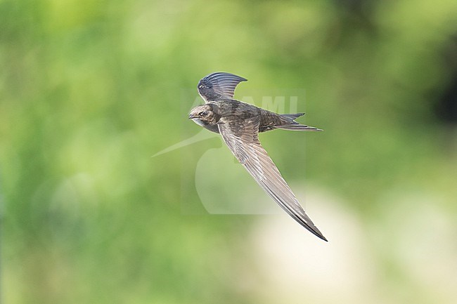 Common Swift (Apus apus) flying agains green background in Bulgaria. stock-image by Agami/Marcel Burkhardt,