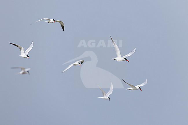 flock of five adult caspian tern (hydroprogne caspia caspia) in breeding plumage and two common tern (sterna hirundo) out of focus in flight, found at Buir Lake (Buir Nuur) in Dornod Aimag in Mongolia stock-image by Agami/Mathias Putze,