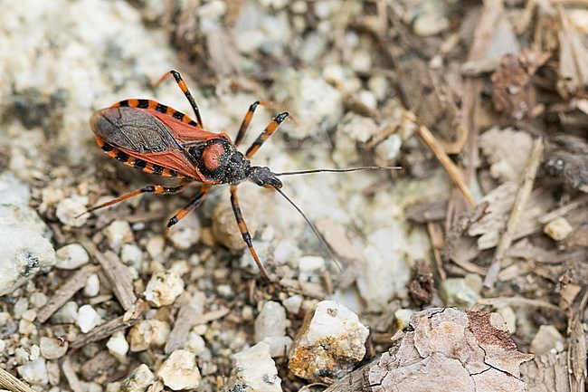 Rhynocoris rubricus, Italy, imago stock-image by Agami/Ralph Martin,