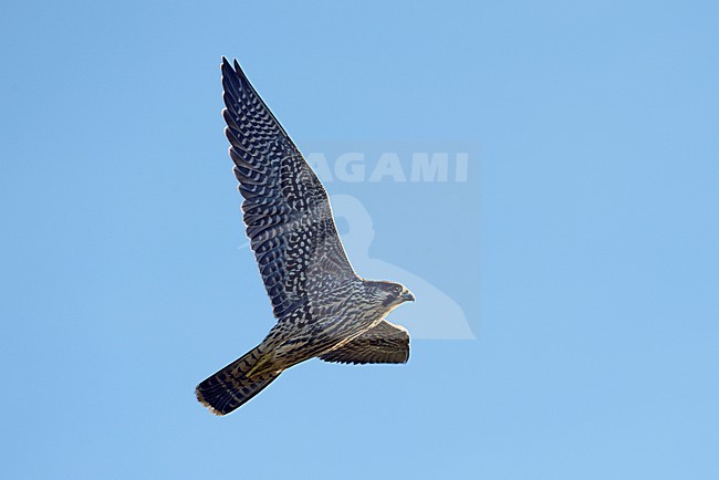Vliegende Slechtvalk, Peregrine Falcon in flight stock-image by Agami/Jari Peltomäki,