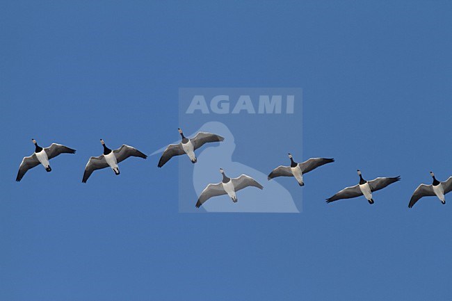 Groep overwinterende Brandganzen in de vlucht; Group of wintering Barnacle Geese in flight stock-image by Agami/Chris van Rijswijk,