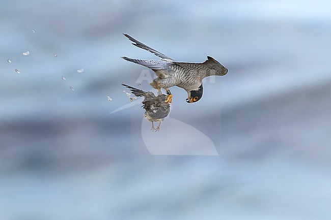 Adult American Peregrine Falcon (alco peregrinus anatum) at Point Fermin in California, United States. Plucking at a prey in mid air. stock-image by Agami/Dubi Shapiro,