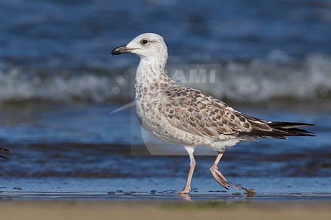 Yellow-legged Gull (Larus michahellis), juvenile walking on the shore stock-image by Agami/Saverio Gatto,