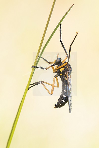 Molobratia teutonus - Kleine Wolfsfliege, Germany (Baden-Württemberg), imago stock-image by Agami/Ralph Martin,