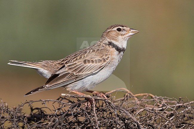 Calandra Lark; Melanocorypha calandra psammochroa stock-image by Agami/Daniele Occhiato,