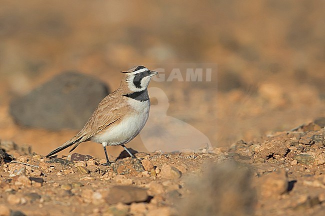 An adult male Temminck's lark (Eremophila bilopha) in the rocky dry habitat in Winter stock-image by Agami/Mathias Putze,