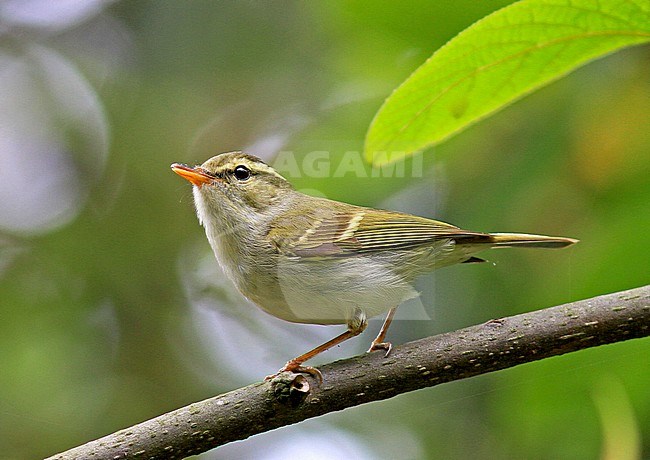 Emei leaf warbler (Phylloscopus emeiensis) perched in a tree stock-image by Agami/Pete Morris,